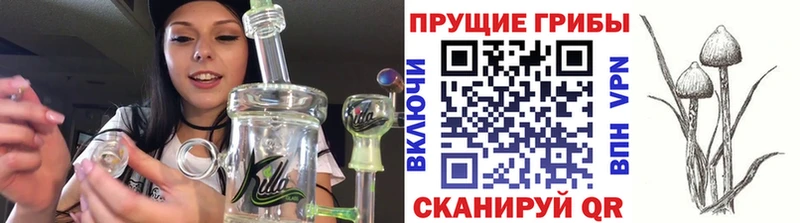 где найти наркотики  Сураж  omg ONION  darknet наркотические препараты  Псилоцибиновые грибы прущие грибы 